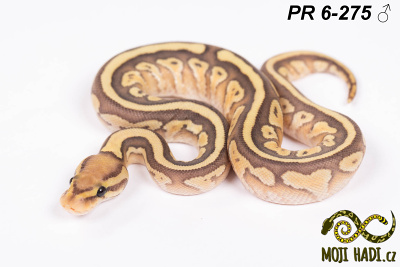 hadi na prodej, mládě, český chov hadů, odchov hadů, mojihadi.cz, Python regius, ballpython, krajta královská, Banana Lesser Motley het. Clown